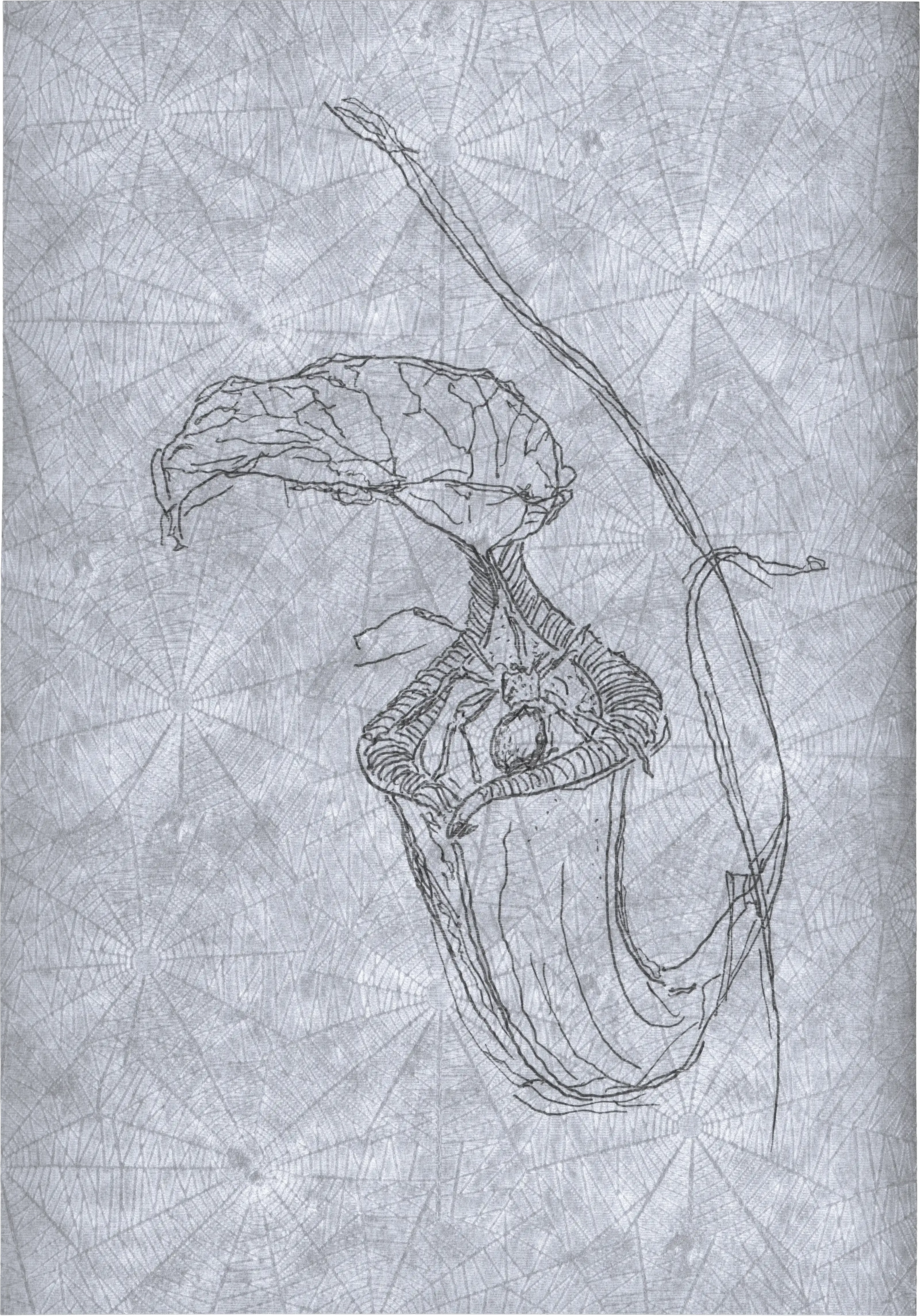 Appeal to Nature