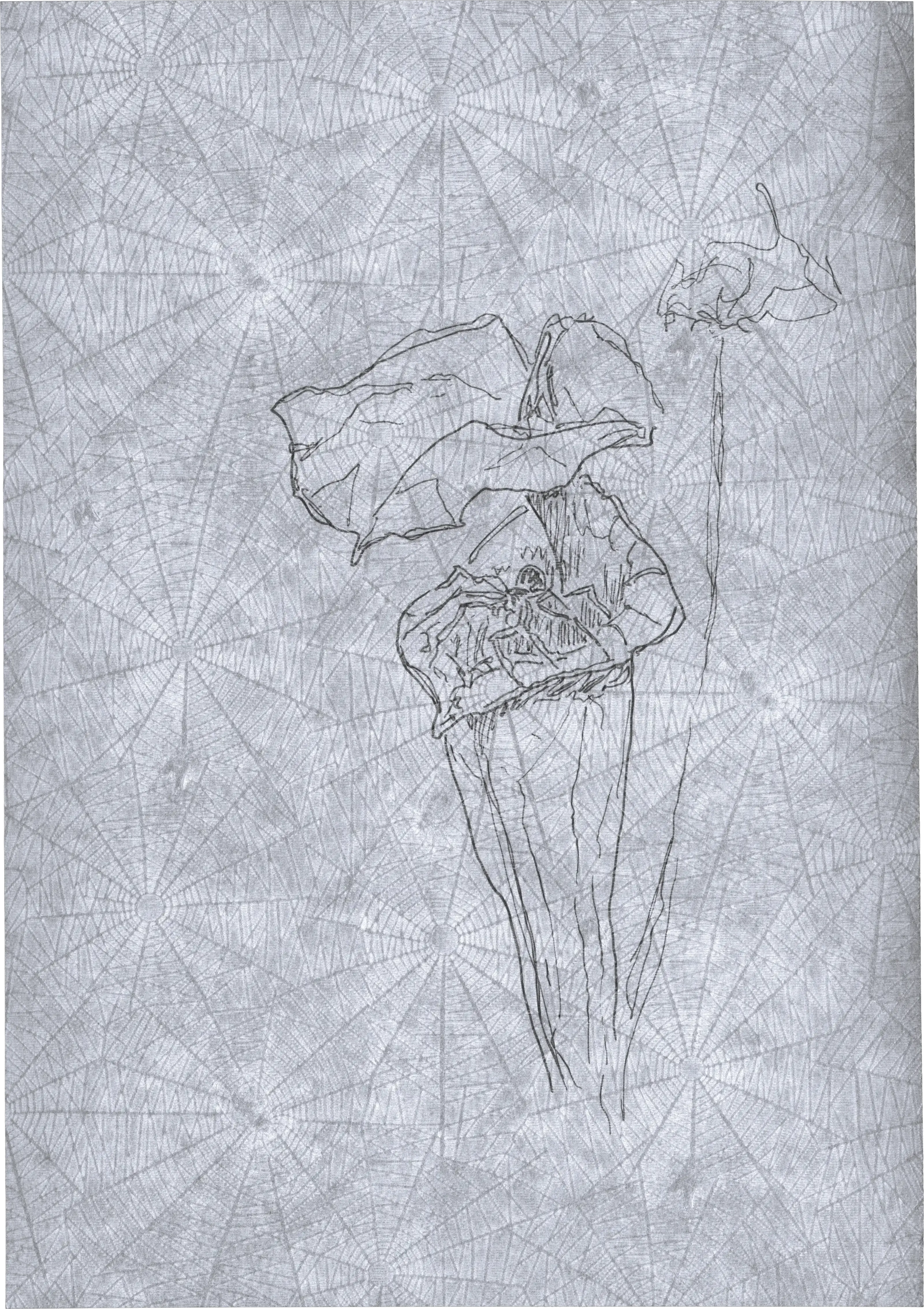 Appeal to Nature
