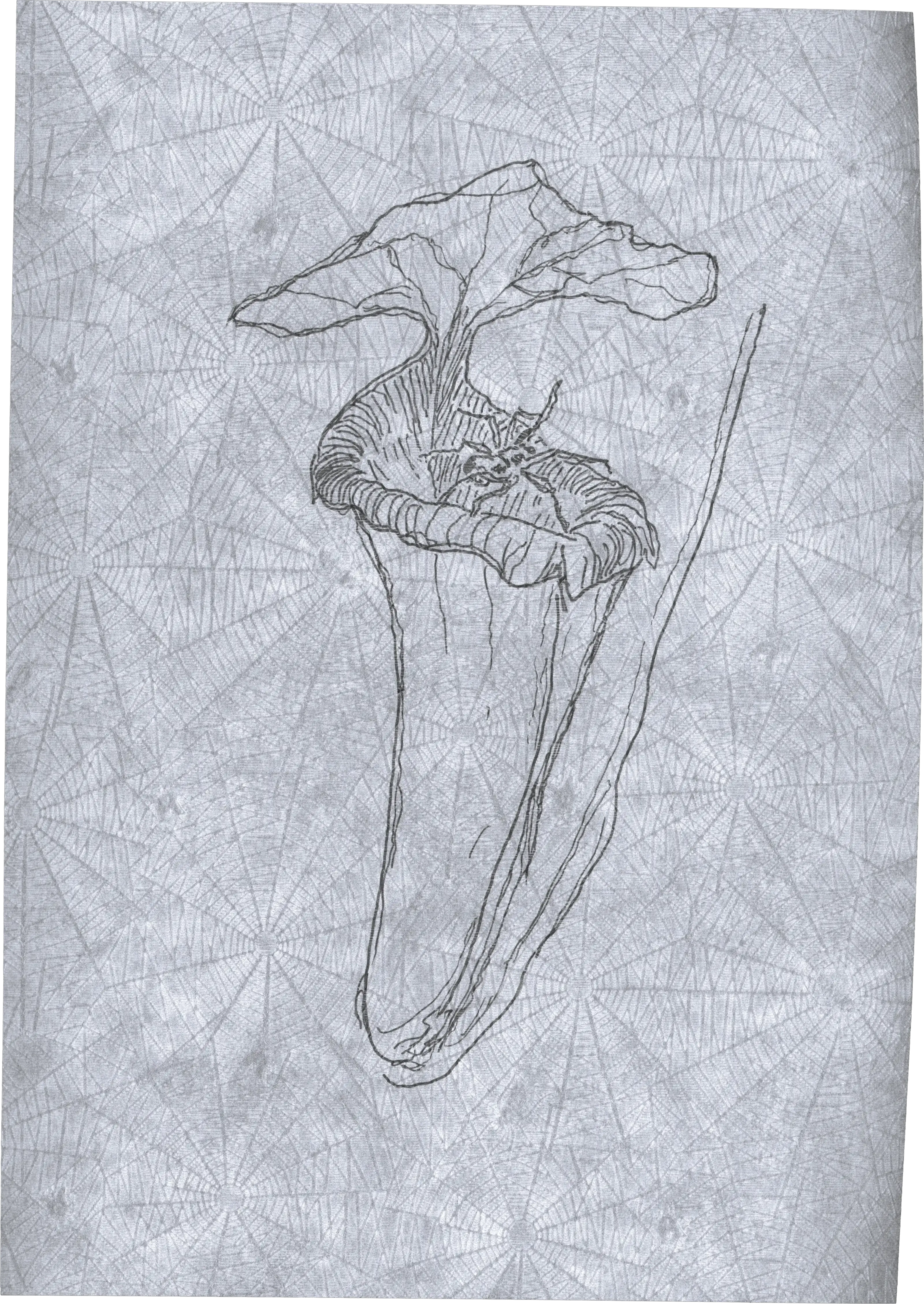 Appeal to Nature